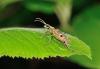Rhagium mordax